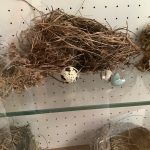 Ein Nest und Eierschalen